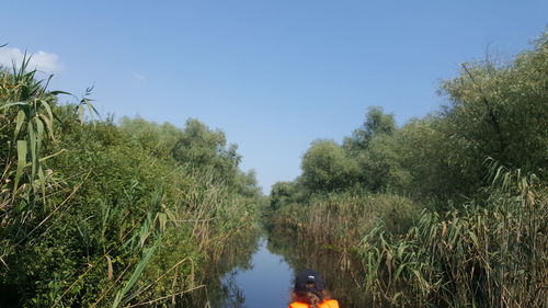 Scenic view of river amidst trees against clear sky