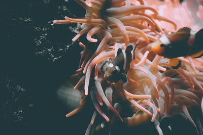 Close-up of fish swimming in sea