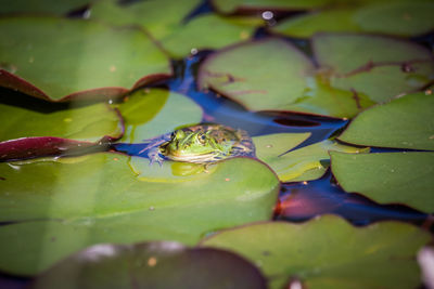 A beautiful common green water frog enjoying sunbathing in a natural habitat at the forest pond. 