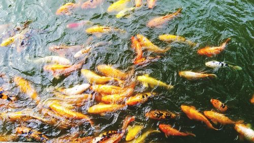 High angle view of koi carps swimming in lake