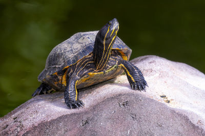 Close-up of lizard on rock