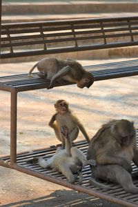 Close-up of monkeys in monkey cave, chiang rai, thailand