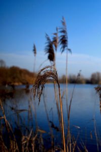 Close-up of stalks against calm lake