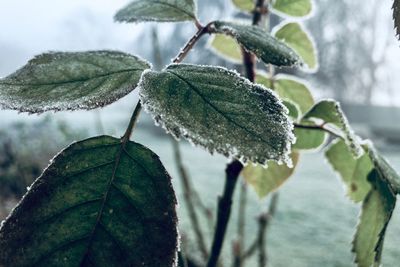 Close-up of frozen plant during winter