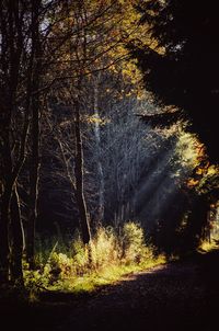 Trees in forest during autumn