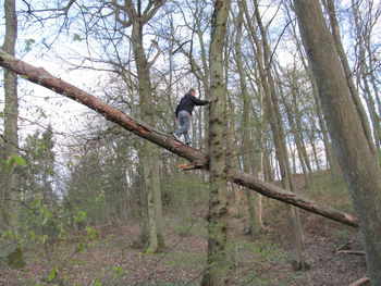 Bare tree in the forest