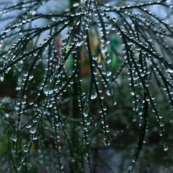 Close-up of wet plant leaves during rainy season