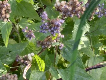 Close-up of insect on purple flowers