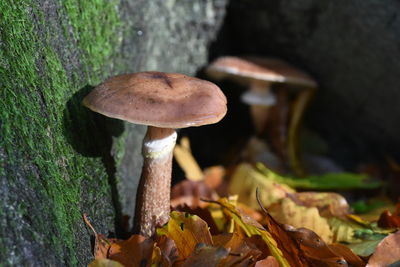Close-up of mushrooms growing on rocks during autumn