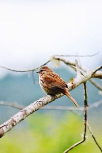Close-up of bird perching on branch