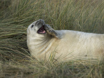 Close-up of animal lying on grass