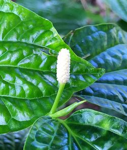 Close-up of fresh green plant