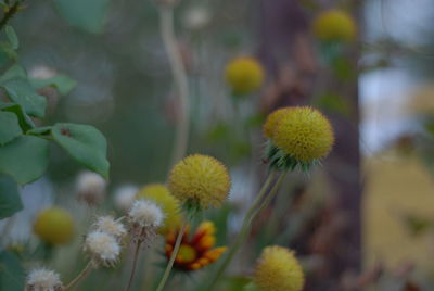 Close-up of yellow flowering plant