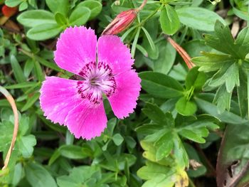 Close-up of flower blooming outdoors