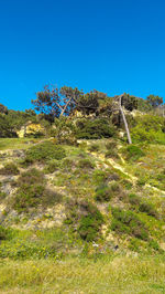 Scenic view of field against clear blue sky