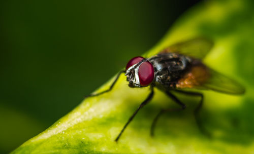 Close-up of fly on flower