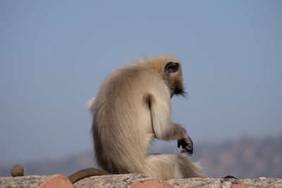 Monkey sitting on rock against sky