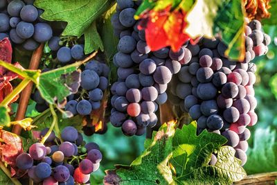 High angle view of grapes in vineyard