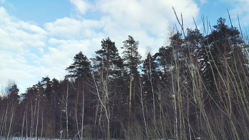 Low angle view of trees in forest against sky