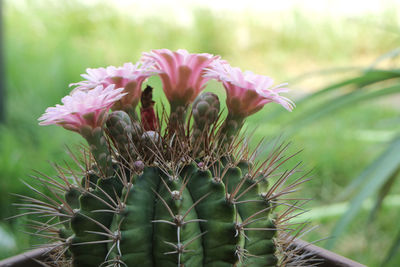 Close-up of pink cactus flower