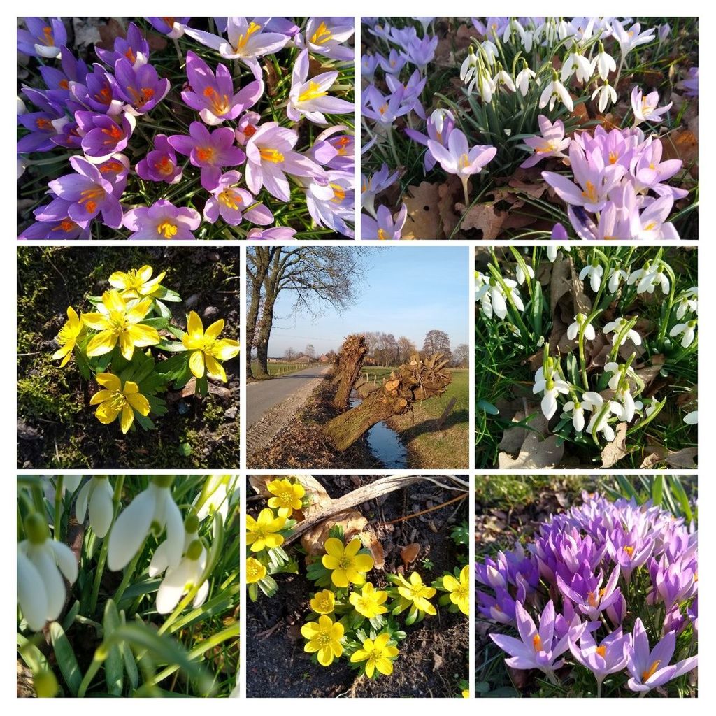 flowering plant, flower, plant, freshness, vulnerability, fragility, beauty in nature, nature, growth, close-up, flower head, transfer print, petal, auto post production filter, no people, purple, inflorescence, day, digital composite, outdoors, flower arrangement, bouquet, flowerbed