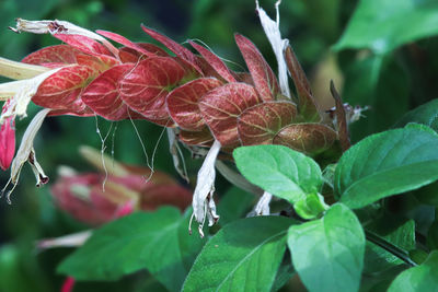 Close-up of wet plant