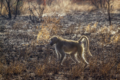 Side view of an animal on field