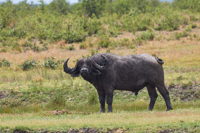 Old cape buffalo covered in mud