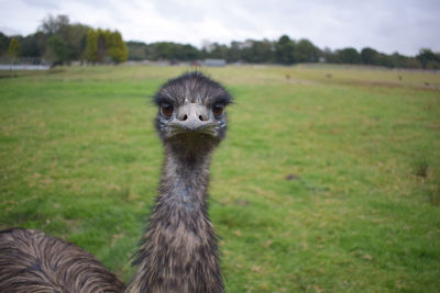 Close-up portrait of ostrich on field against sky