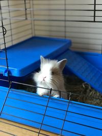 High angle view of cat in cage