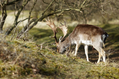 Deer in a field