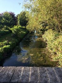 Reflection of trees in water