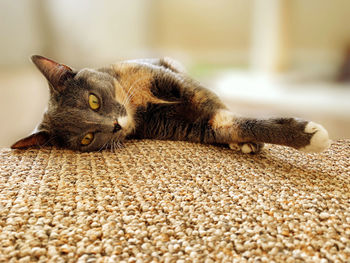 Close-up of a cat lying on rug
