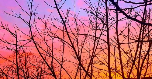 Low angle view of silhouette trees against sky during sunset