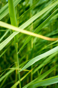 Close-up of green leaves