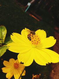 Close-up of yellow flower