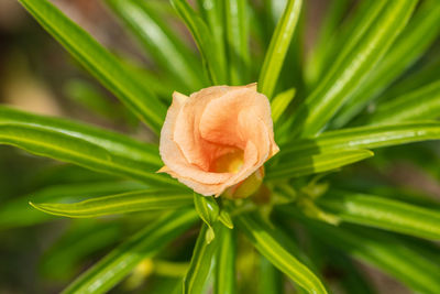 Close-up of rose flower