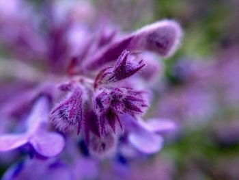 Close-up of purple flower