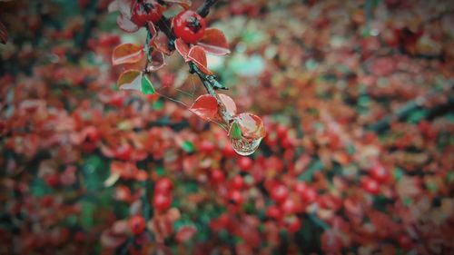 Close-up of water drops on plant