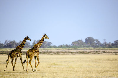 View of giraffe on field against sky