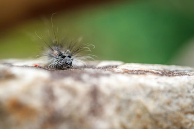 Close-up of insect on leaf