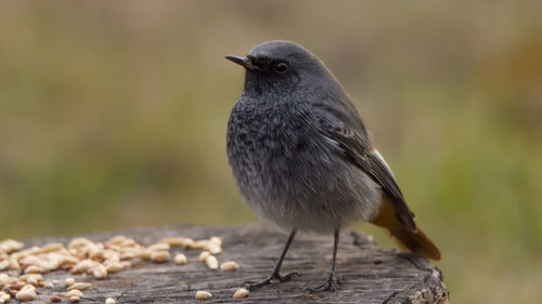 Close-up of bird perching outdoors
