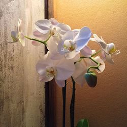 Close-up of white flowers