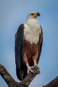 Low angle view of bird perching on tree