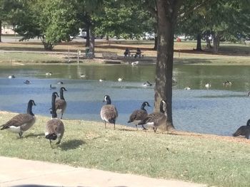 Flock of birds on riverbank