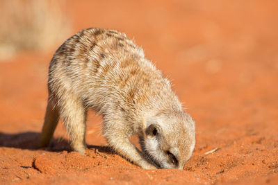 Close-up of a rabbit on field