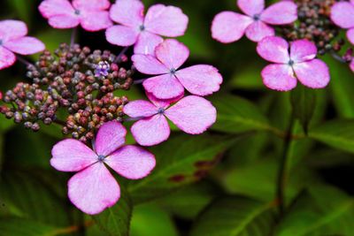 Close-up of pink flowers blooming outdoors