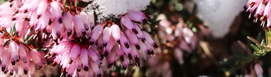 Close-up of pink flowering plants