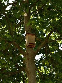 Low angle view of sign on tree