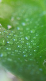 Full frame shot of wet leaf